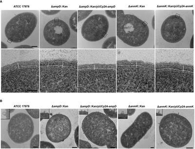 Role of peptidoglycan recycling enzymes AmpD and AnmK in Acinetobacter baumannii virulence features